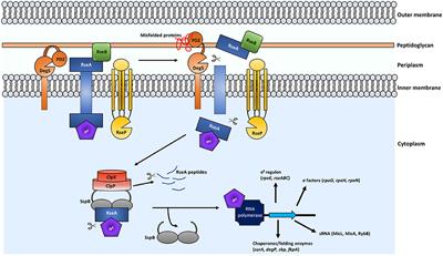 Maintaining Integrity Under Stress: Envelope Stress Response Regulation of Pathogenesis in Gram-Negative Bacteria